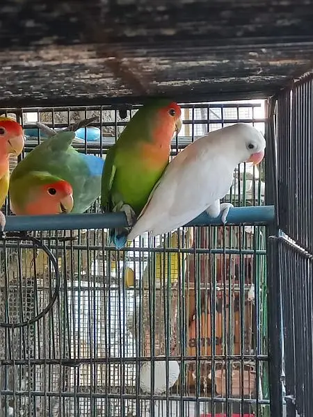 Lovebirds — photo 3