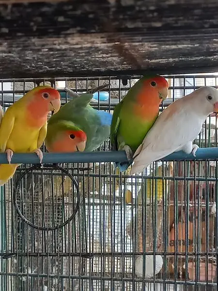 Lovebirds — photo 4