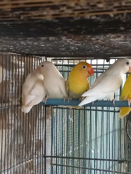 Lovebirds — photo 5