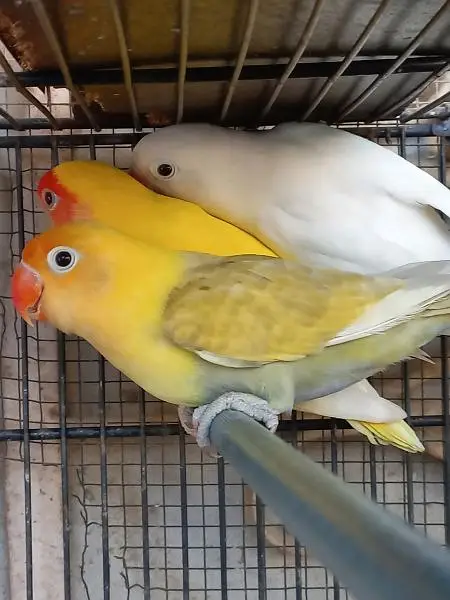 Lovebirds — photo 6