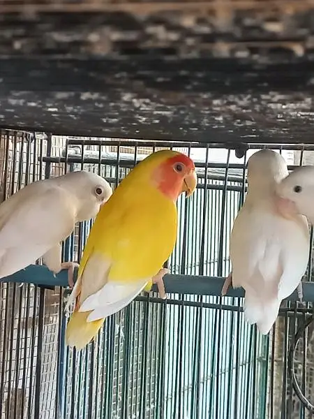 Lovebirds — photo 7
