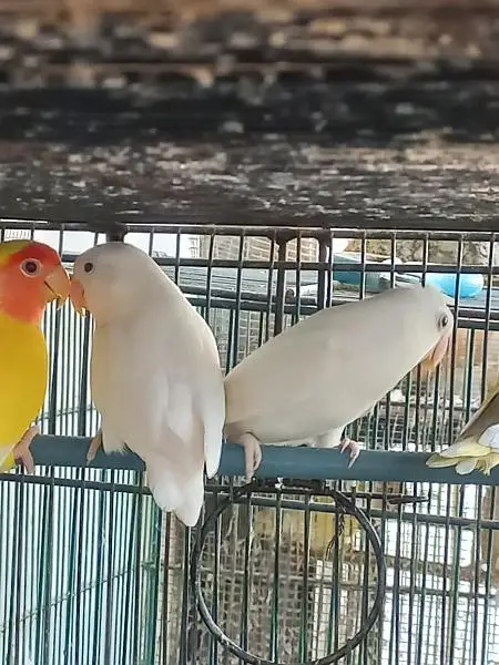 Lovebirds — photo 8