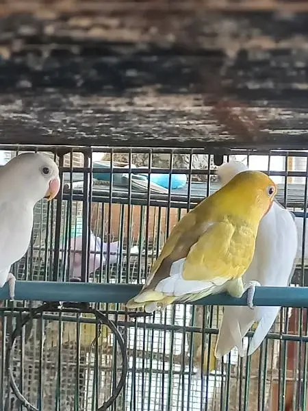 Lovebirds — photo 9