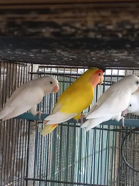 Lovebirds — photo 10