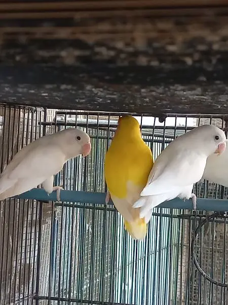 Lovebirds — photo 11