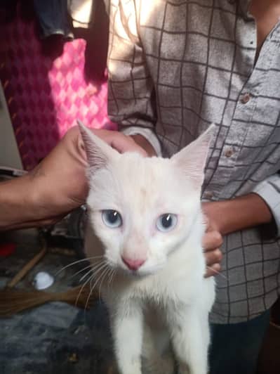 Full White Cat Blue Eyes Kitten Female Beautiful colour