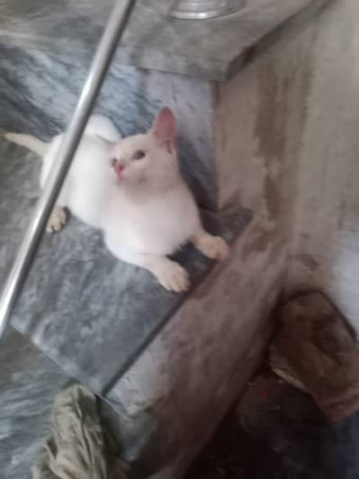 Full White Cat Blue Eyes Kitten Female Beautiful colour