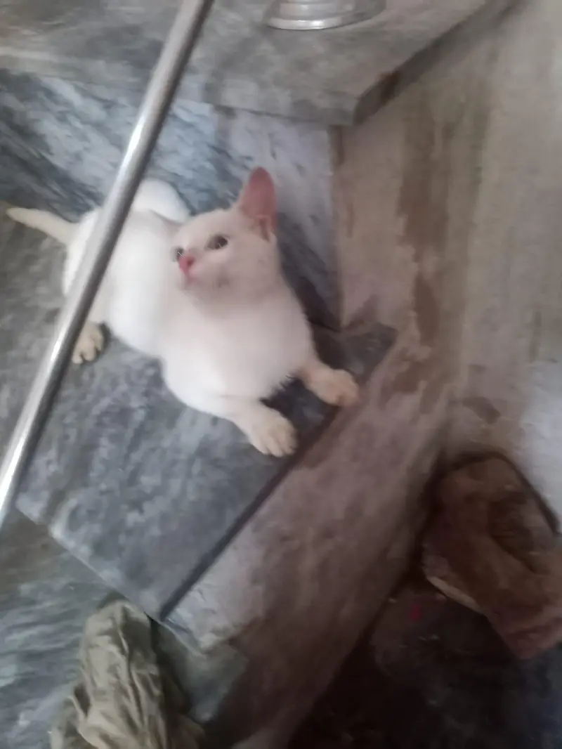 Full White Cat Blue Eyes Kitten Female Beautiful colour — photo 2