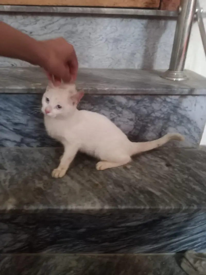 Full White Cat Blue Eyes Kitten Female Beautiful colour — photo 3