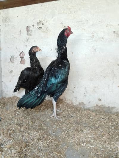high quality lasani jora available ready to egggs
