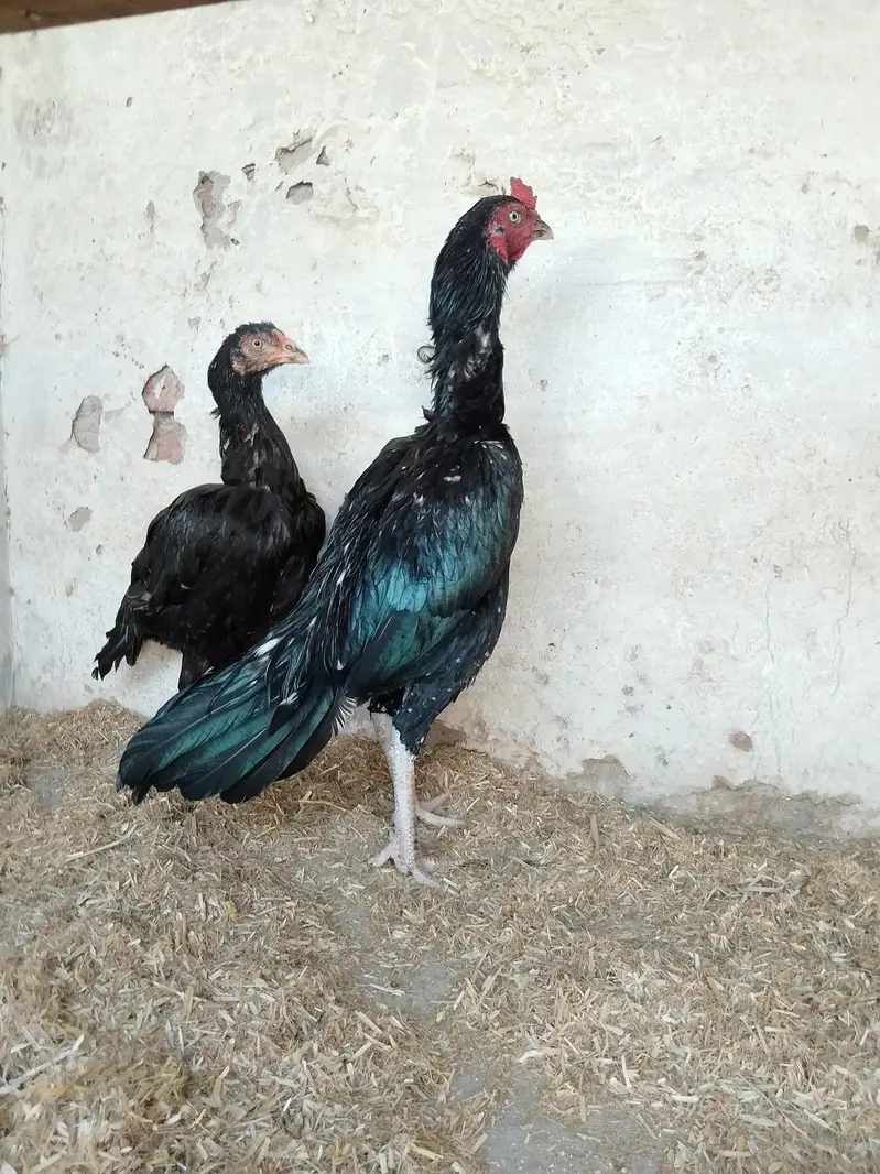 high quality lasani jora available ready to egggs — photo 2