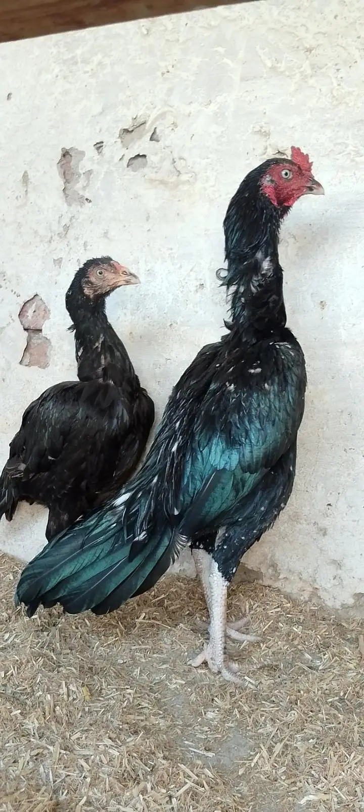 high quality lasani jora available ready to egggs — photo 3