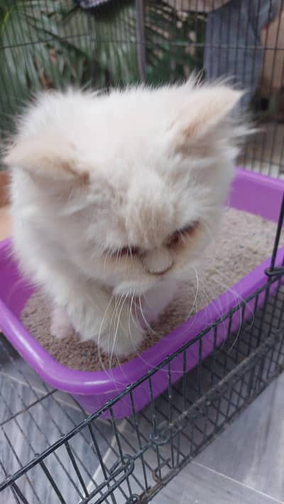 Persian Kitten – Blue Eyes, Triple Coat & Doll Face