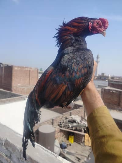 only Amroha chicks for sale