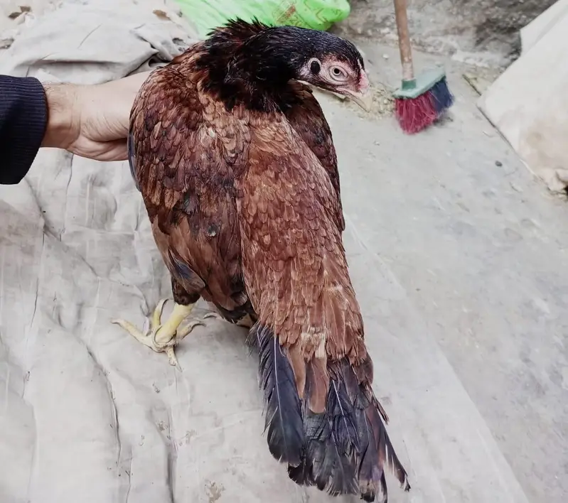 only Amroha chicks for sale — photo 2