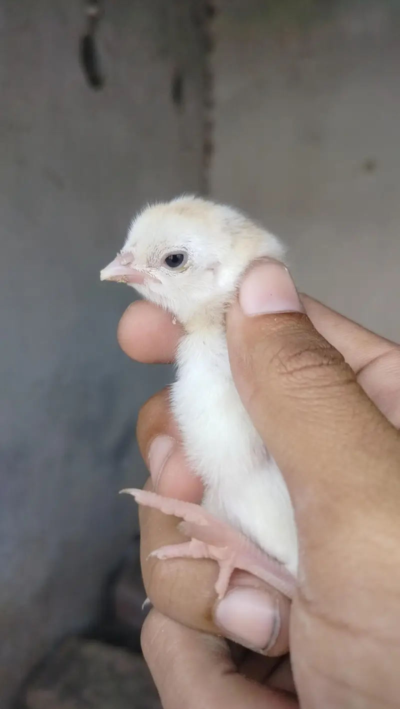 only Amroha chicks for sale — photo 3