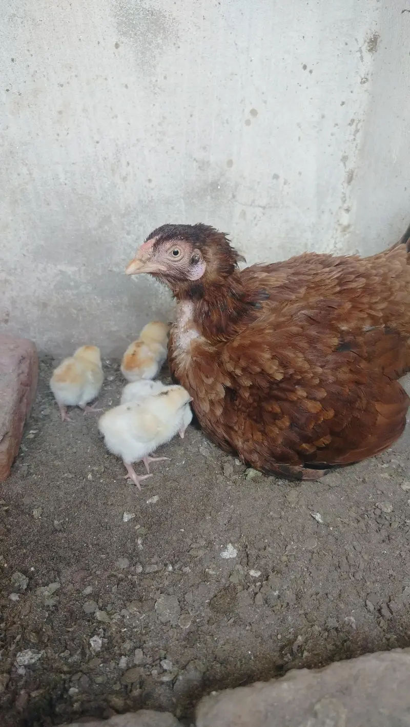 only Amroha chicks for sale — photo 4