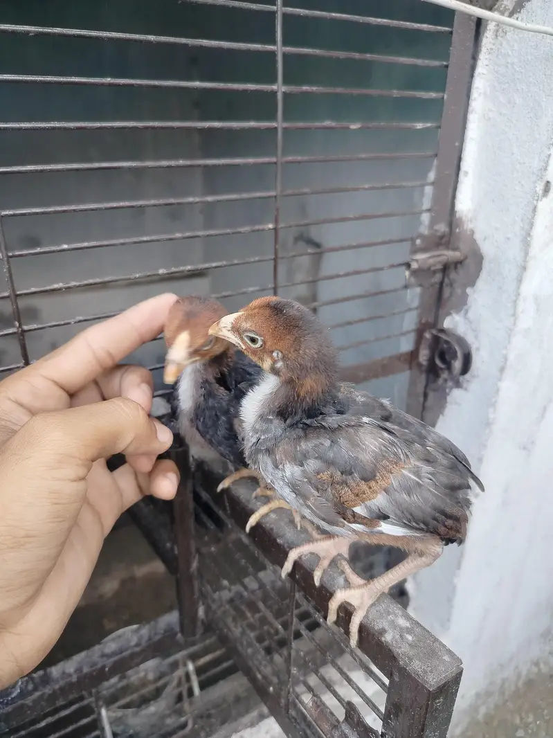 only Amroha chicks for sale — photo 5