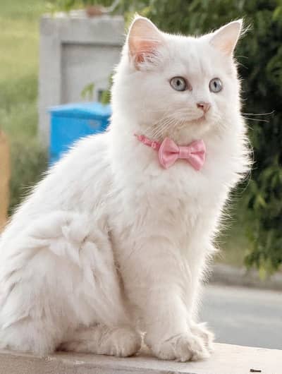 Female kitten