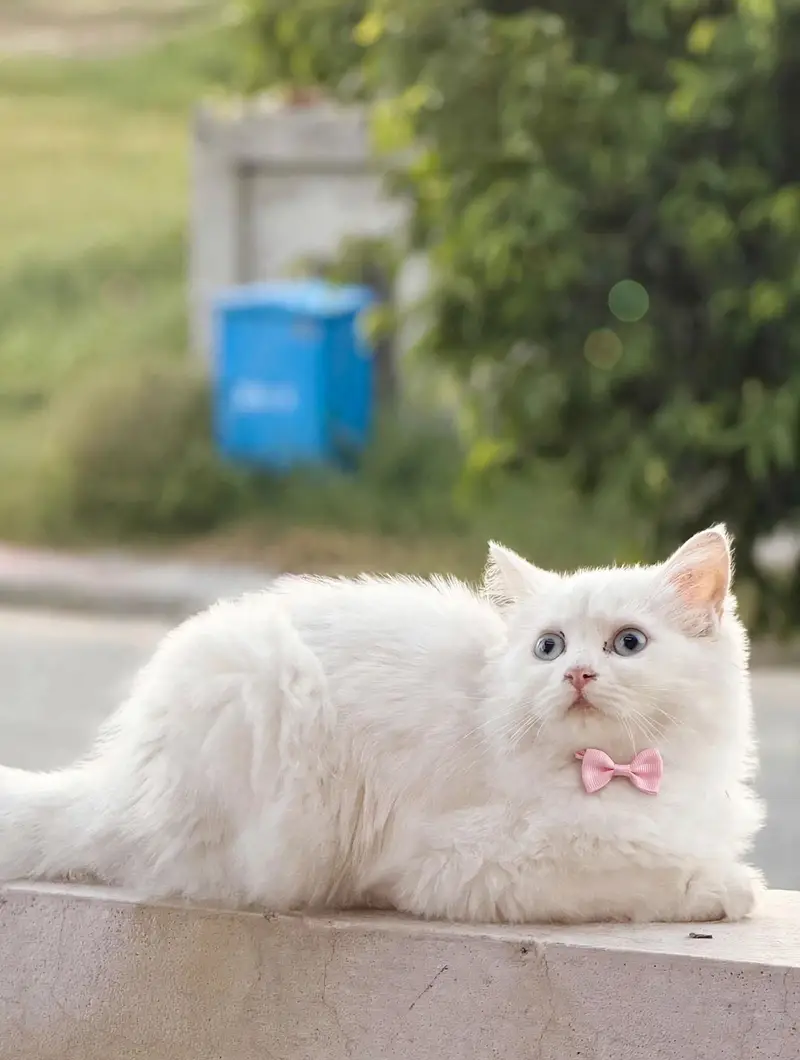 Female kitten — photo 4