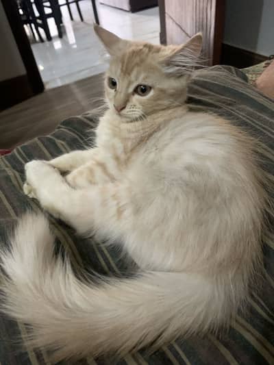 Persian Kitten Free for good Families