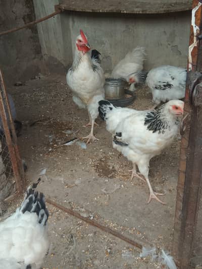For Sale Light Sosex and Sultan Hens