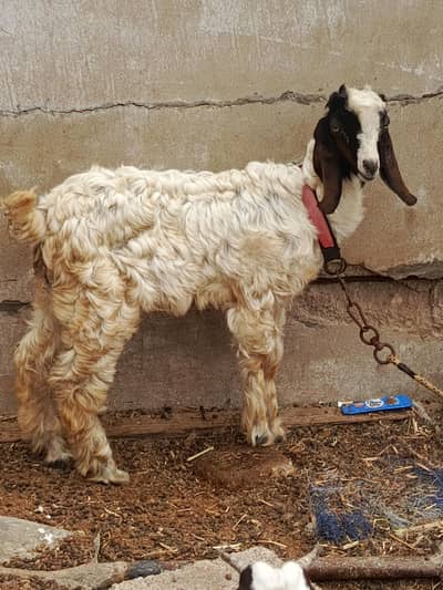 Goat baby mashallah  Sindhi nasal