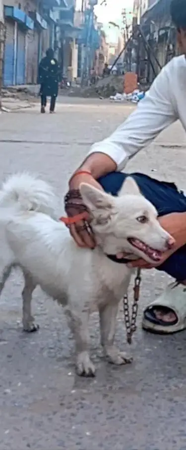 Russian dogs — photo 2