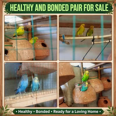 Healthy and bonded pairs available for sale
