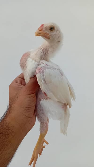 Pure Shamo Chicks | White O Shamo Chicks | Long Height Shamo Chicks