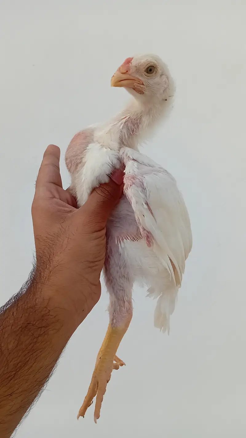 Pure Shamo Chicks | White O Shamo Chicks | Long Height Shamo Chicks — photo 2