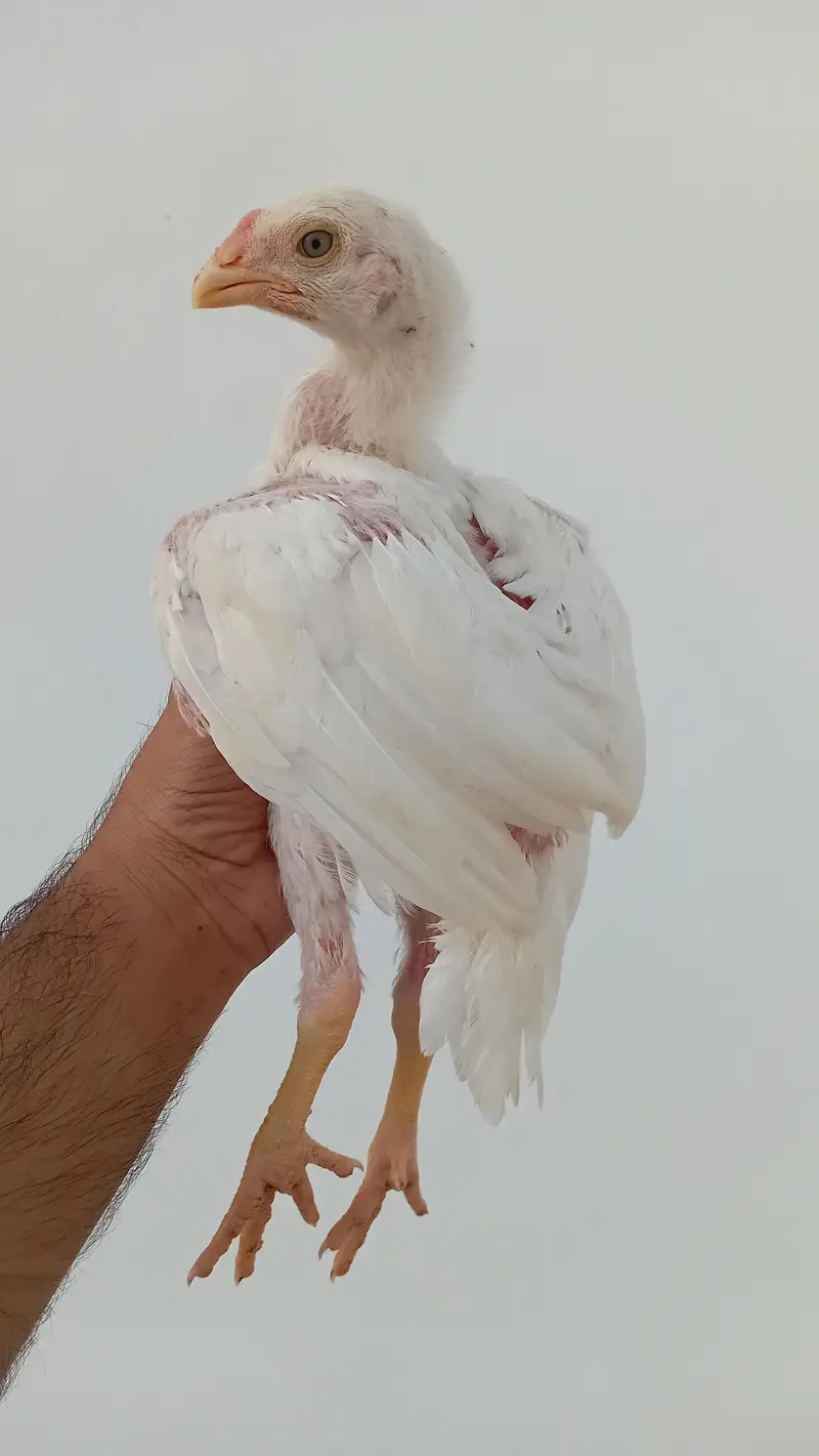 Pure Shamo Chicks | White O Shamo Chicks | Long Height Shamo Chicks — photo 3