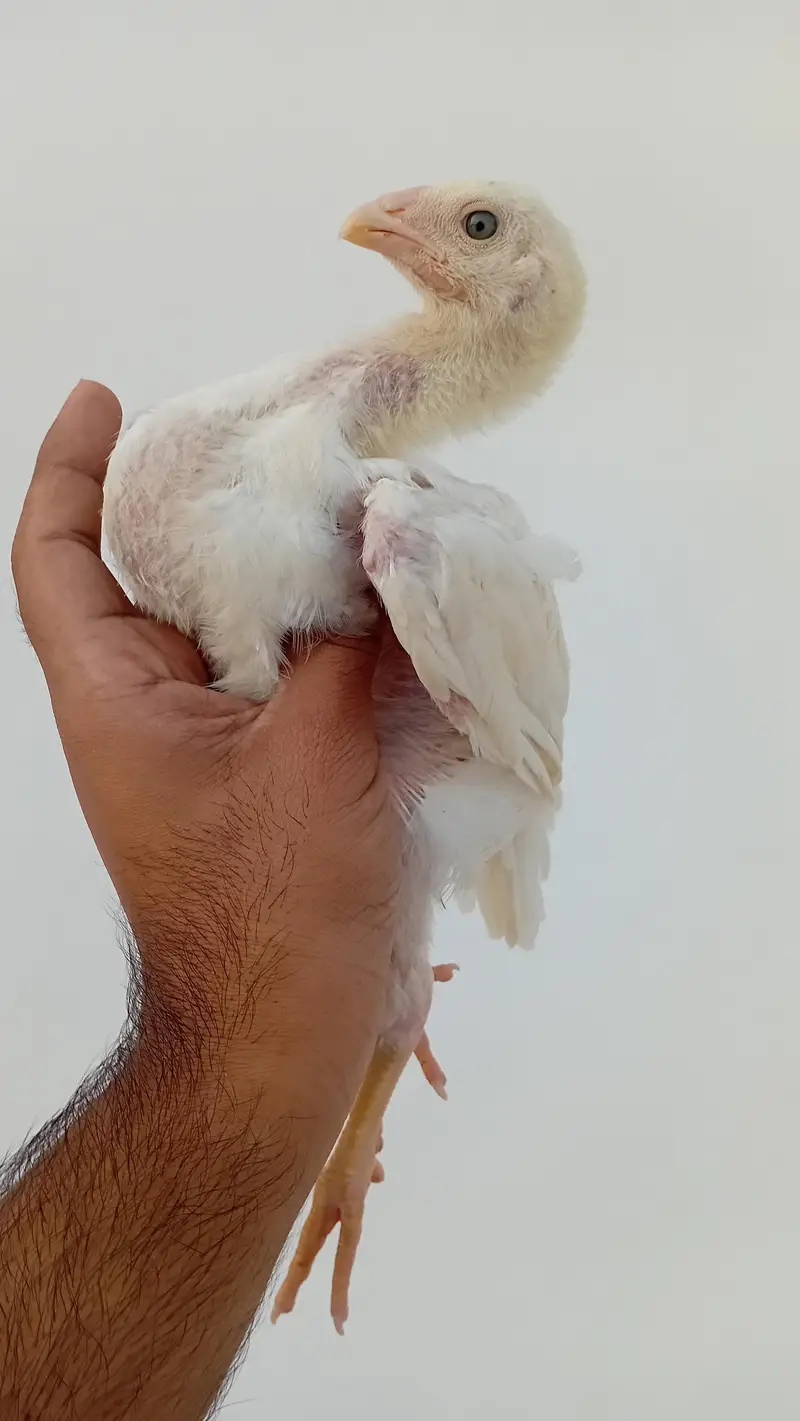 Pure Shamo Chicks | White O Shamo Chicks | Long Height Shamo Chicks — photo 4
