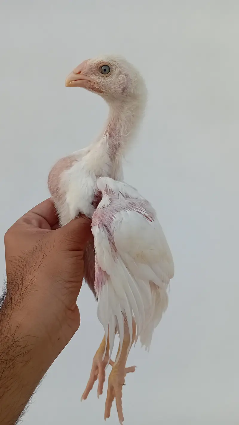 Pure Shamo Chicks | White O Shamo Chicks | Long Height Shamo Chicks — photo 5
