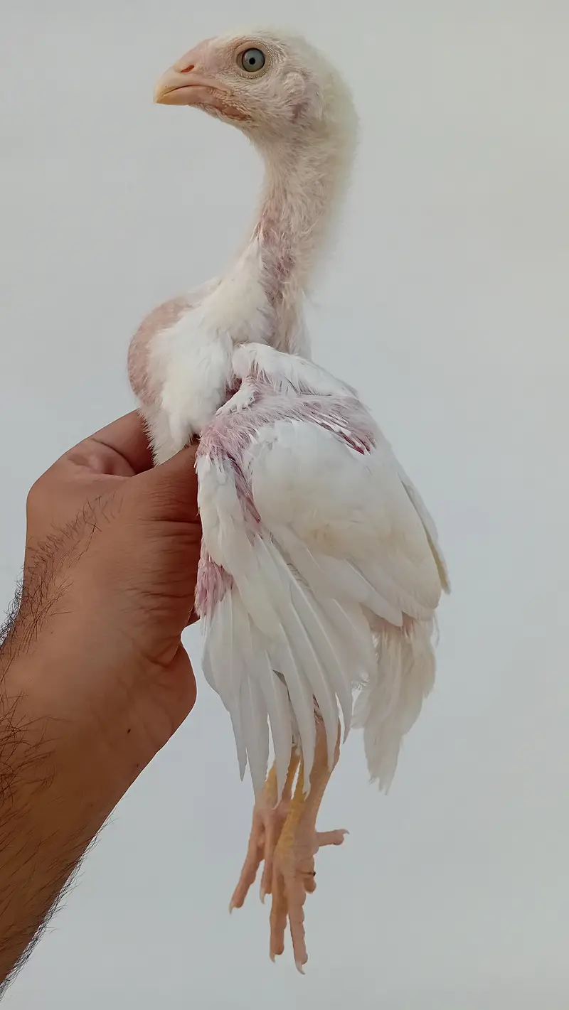 Pure Shamo Chicks | White O Shamo Chicks | Long Height Shamo Chicks — photo 6