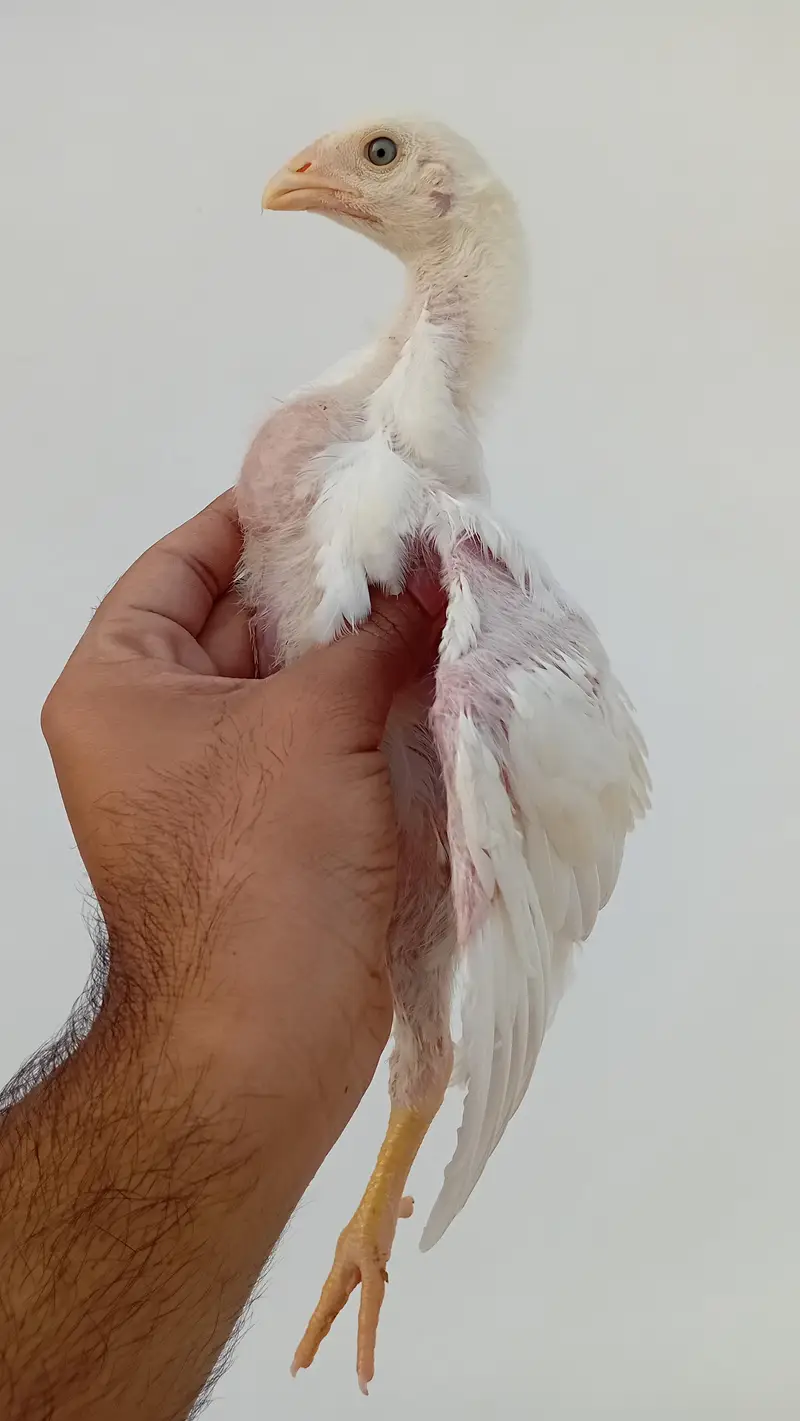 Pure Shamo Chicks | White O Shamo Chicks | Long Height Shamo Chicks — photo 7