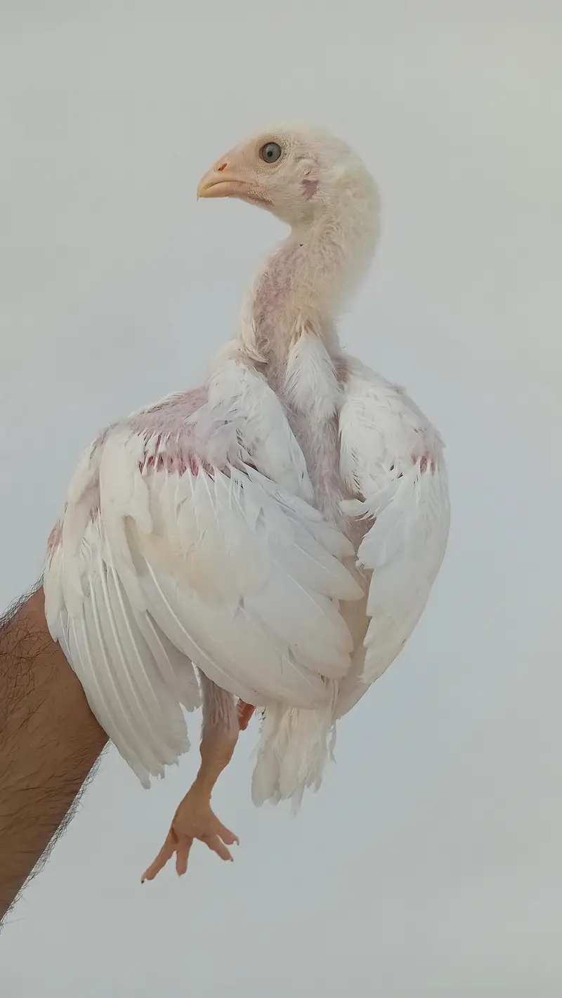 Pure Shamo Chicks | White O Shamo Chicks | Long Height Shamo Chicks — photo 8