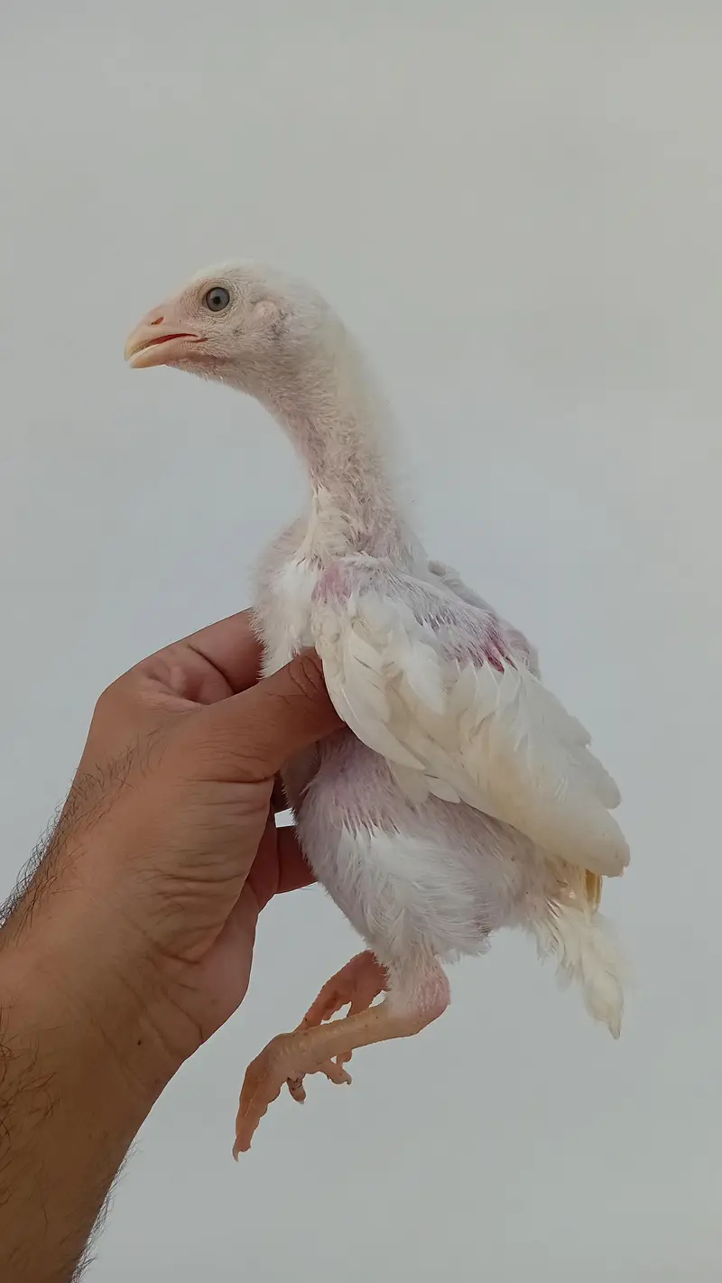 Pure Shamo Chicks | White O Shamo Chicks | Long Height Shamo Chicks — photo 9