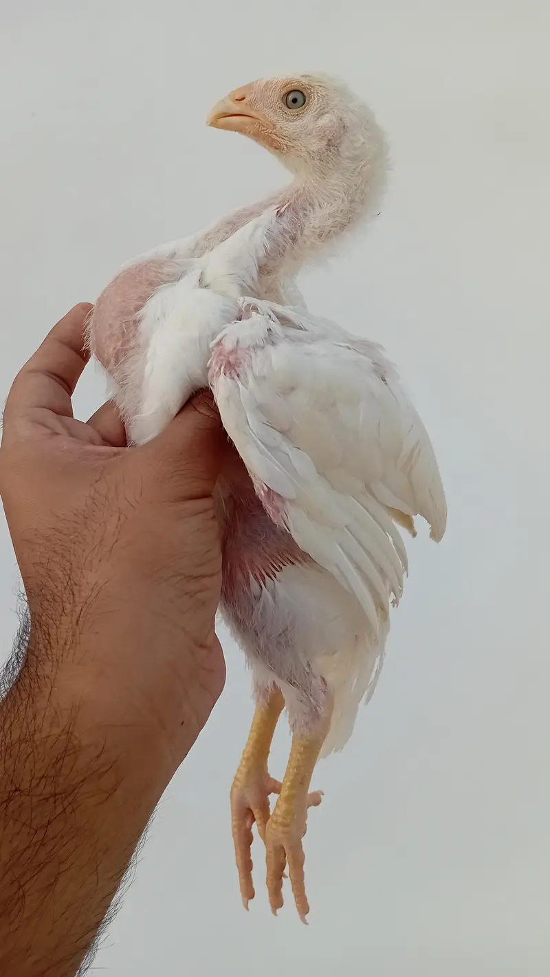 Pure Shamo Chicks | White O Shamo Chicks | Long Height Shamo Chicks — photo 10