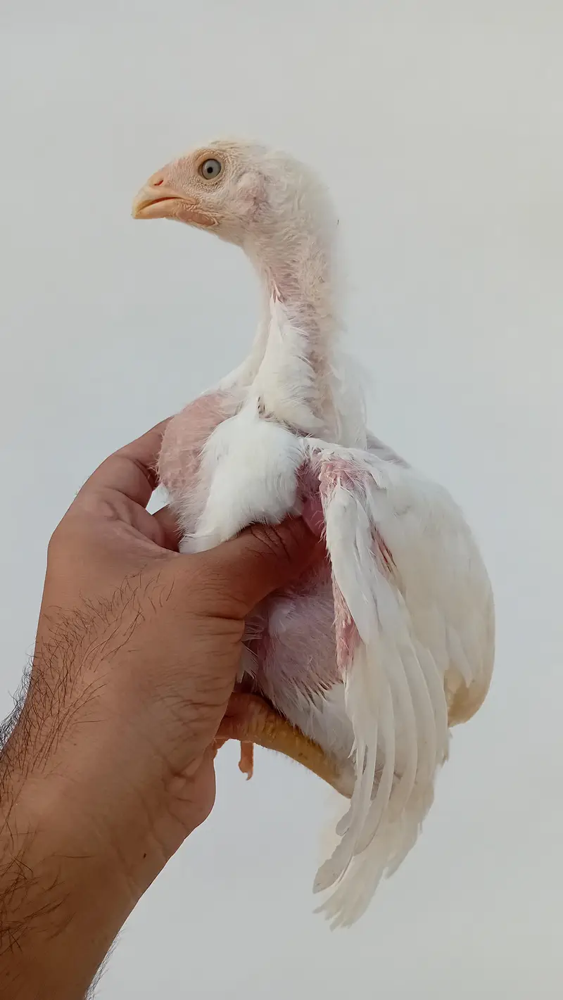 Pure Shamo Chicks | White O Shamo Chicks | Long Height Shamo Chicks — photo 11