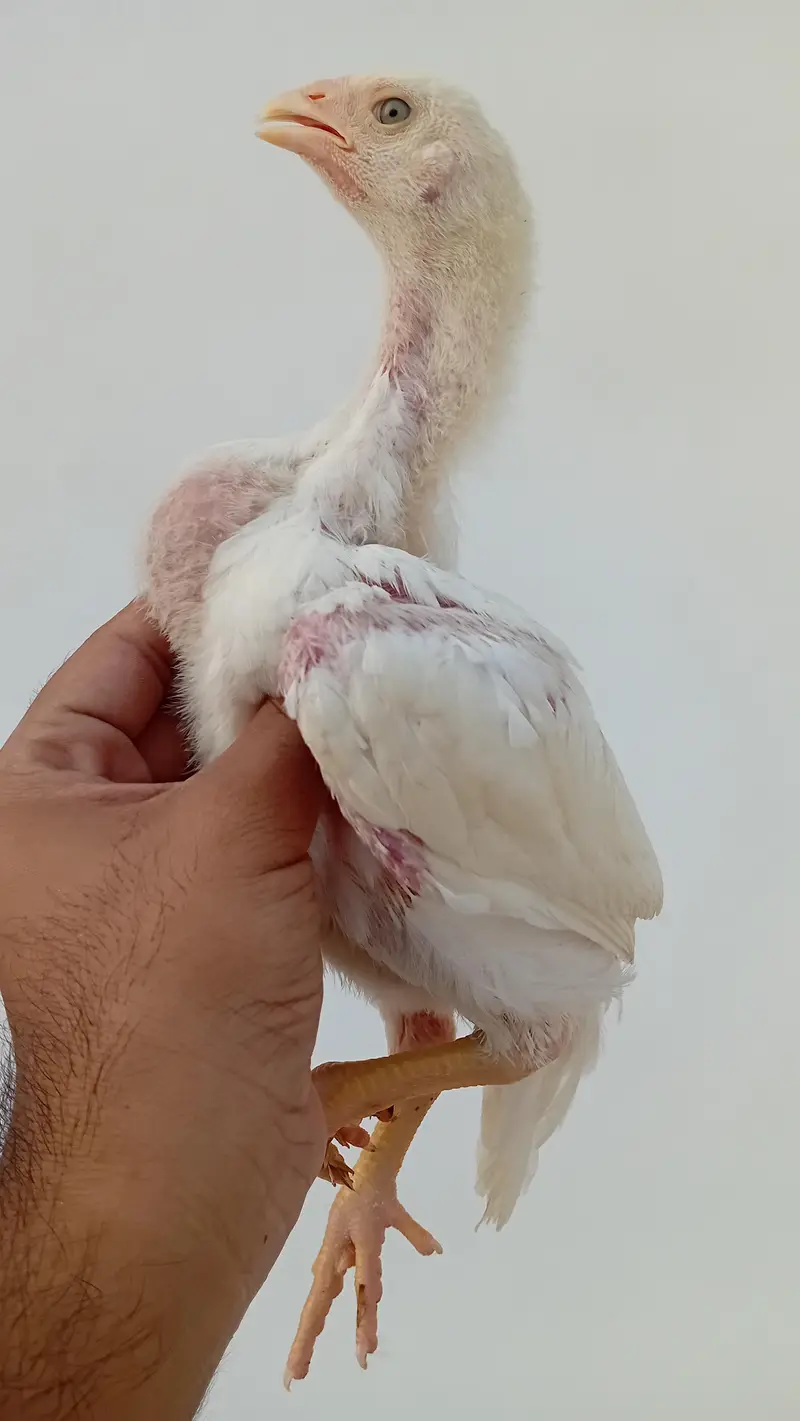 Pure Shamo Chicks | White O Shamo Chicks | Long Height Shamo Chicks — photo 12
