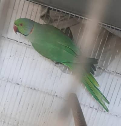 Ringneck Green Breeding Male