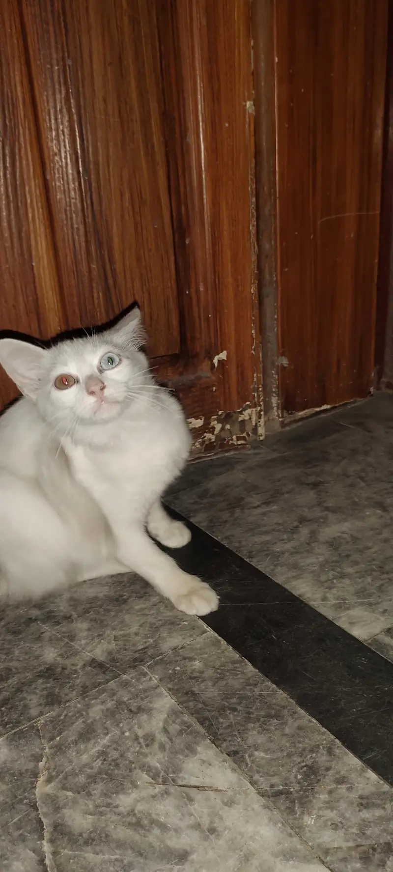 Parisian citten — photo 2