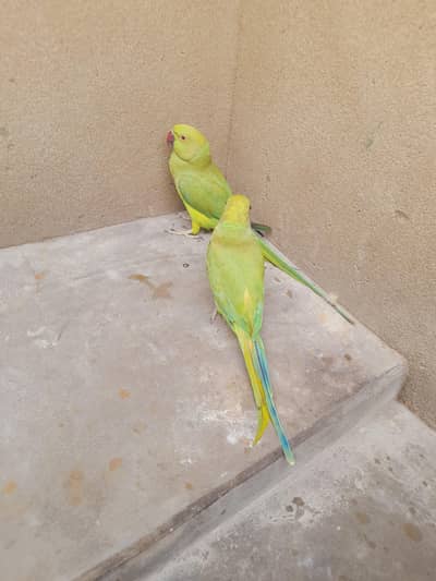 parrot pair ghr k Pala