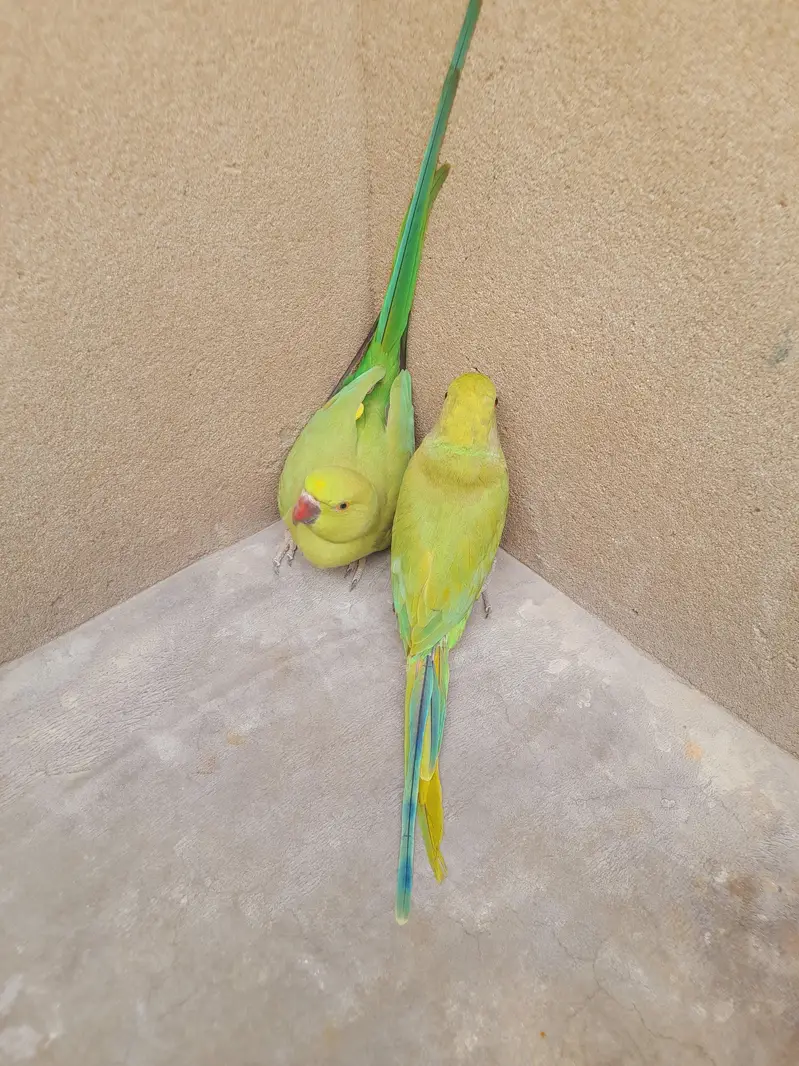 parrot pair ghr k Pala — photo 2