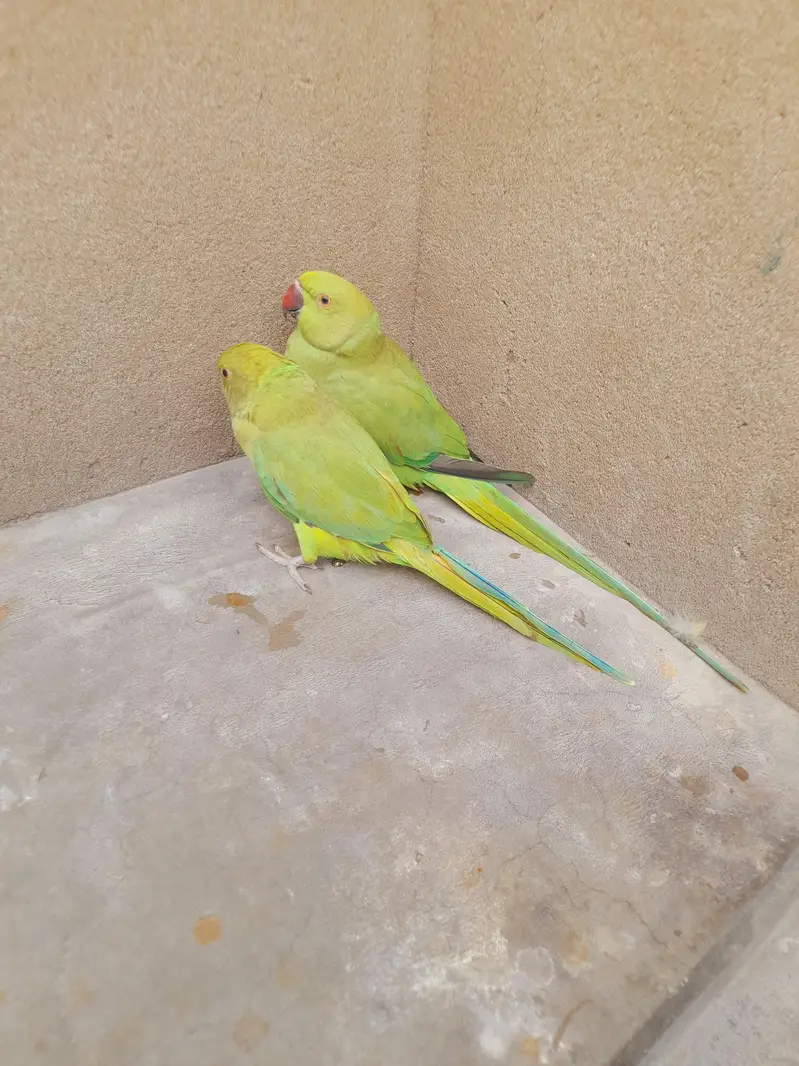parrot pair ghr k Pala — photo 3