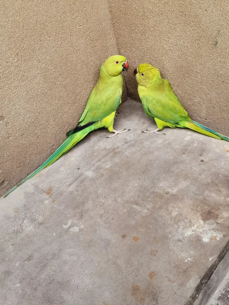 parrot pair ghr k Pala — photo 4