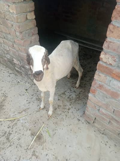 Chatra 2 years