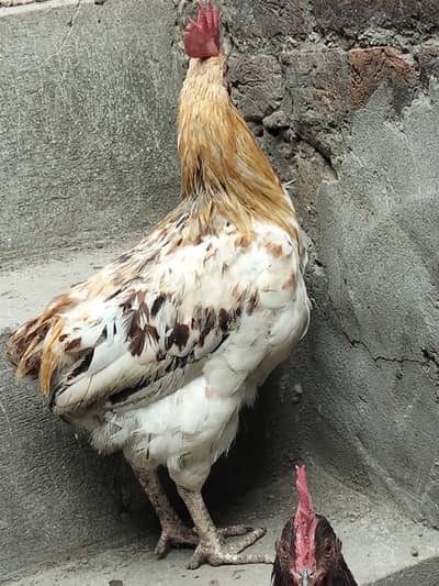 golden Misri hens only for male