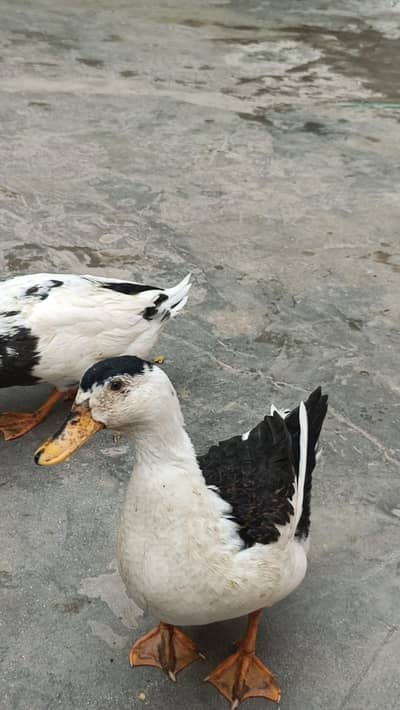 Active & Healthy %100% Ducks Pair For Sale